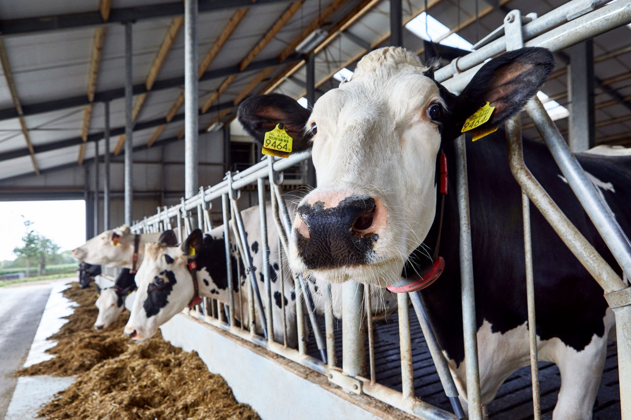 Bel macht Milch methanarm und arbeitet mit seinem Partner dsm-firmenich in der gesamten slowakischen Milchkette