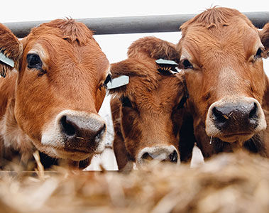 Methanreduzierender Futtermittelzusatzstoff Bovaer® bereit für die Markteinführung in den USA