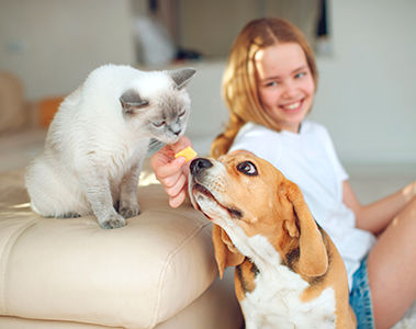 Alimentos para mascotas