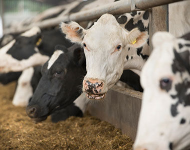 Los ensayos confirman la eficacia de un suplemento alimentario para rumiantes que reduce las emisiones de metano de las vacas lecheras